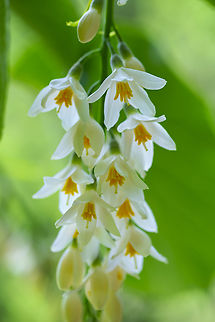 Carolina silverbell  Common silverbell,Geotagged,Halesia tetraptera,Spring,United States