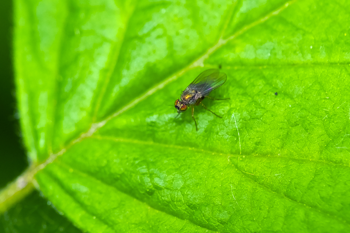 tiny iridescent fly  Geotagged,Spring,United States