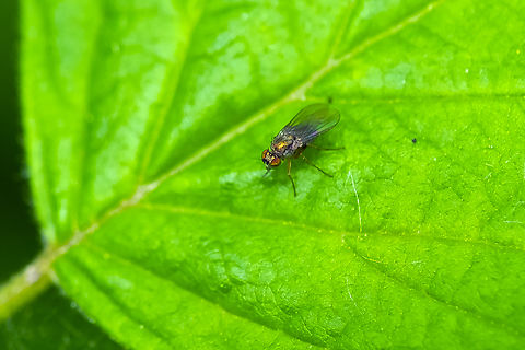 tiny iridescent fly  Geotagged,Spring,United States