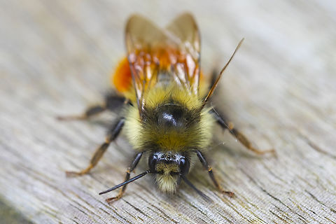 black-tailed bumblebee  Bombus melanopygus,Geotagged,Spring,United States