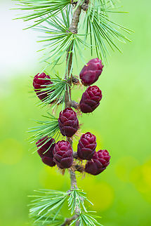 Tamarack cones These trees may be known for their unusual fall color changing needles, but the cones are bright red! Geotagged,Larix laricina,Spring,Tamarack,United States