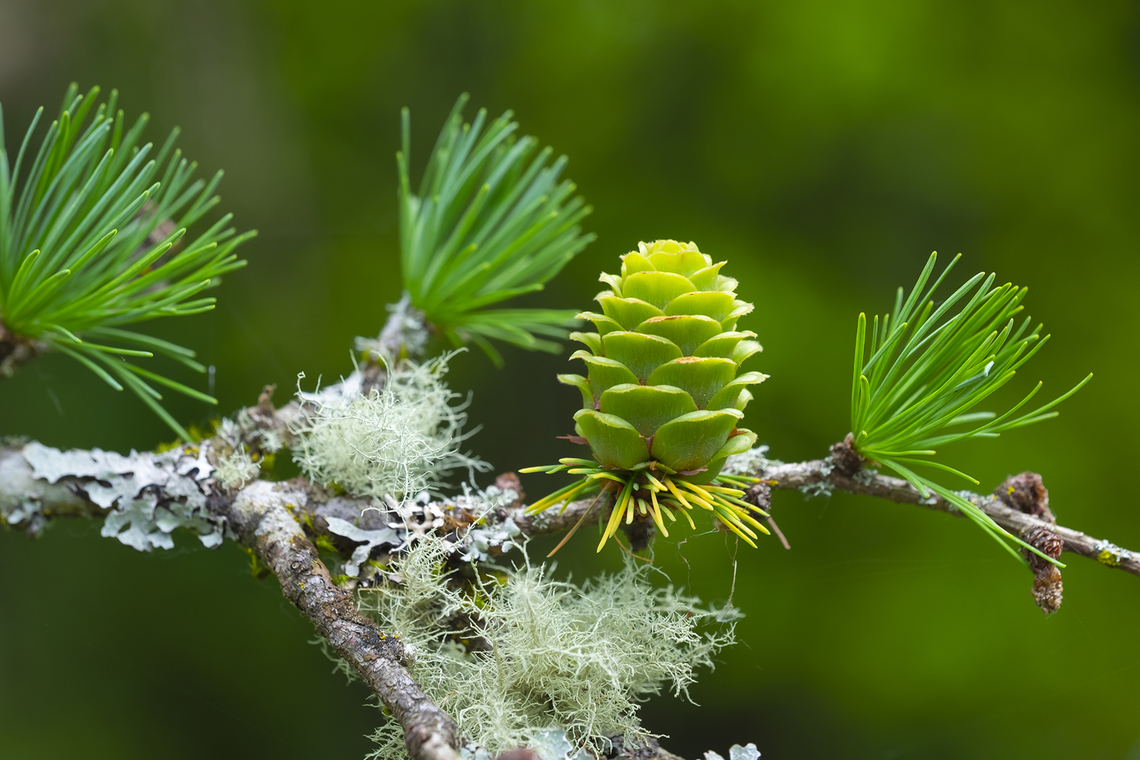 Japanese larch every branch of this tree was a beautiful little tableaux..  Geotagged,Japanese larch,Larix kaempferi,Spring,United States