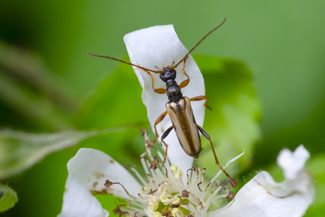 Pidonia scripta long horned flower beetle Geotagged,Pidonia scripta,Spring,United States