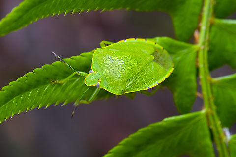 green stink bug  Chinavia hilaris,Geotagged,Green stink bug,Spring,United States