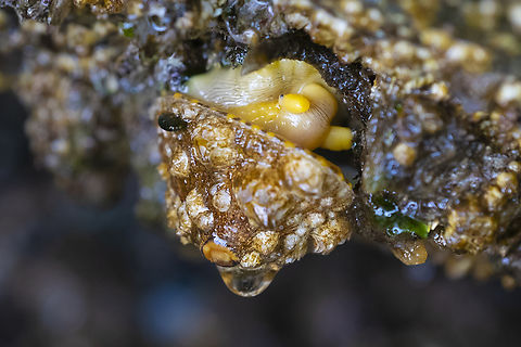 Rough keyhole limpet We're having some good minus tides - so a little tide pooling :) Seeing one of these guys outside of it's shell is uncommon unless you are diving! Diodora aspera,Geotagged,Spring,United States