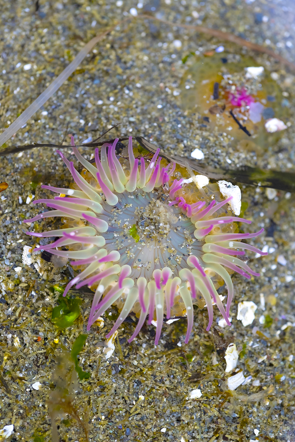 Aggregating green anemone  Aggregating anemone,Anthopleura elegantissima,Geotagged,Spring,United States