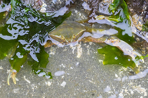 kelp crab  Geotagged,Northern lame crab,Pugettia productus,Spring,United States