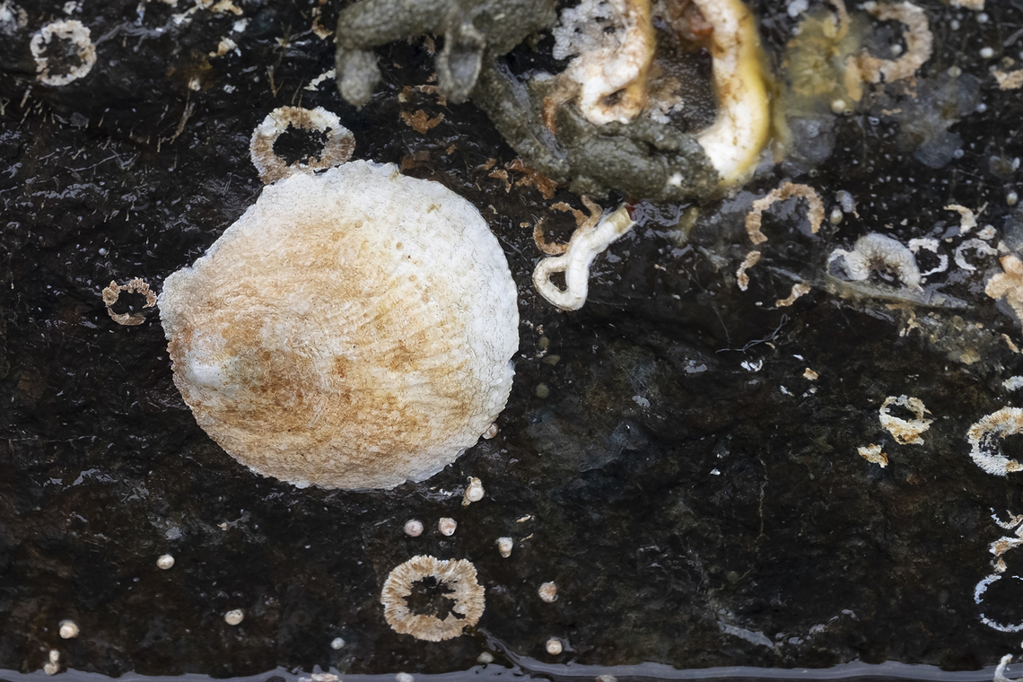 jingle shell also called rock oyster and false oyster Geotagged,Pododesmus macrochisma,Pododesmus macroschisma,Spring,United States