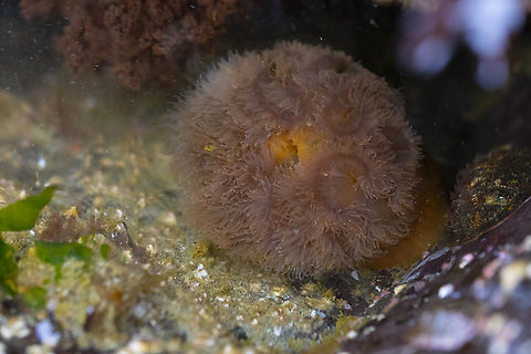 giant plumose sea anemone  Geotagged,Giant plumose anemone,Metridium farcimen,Spring,United States