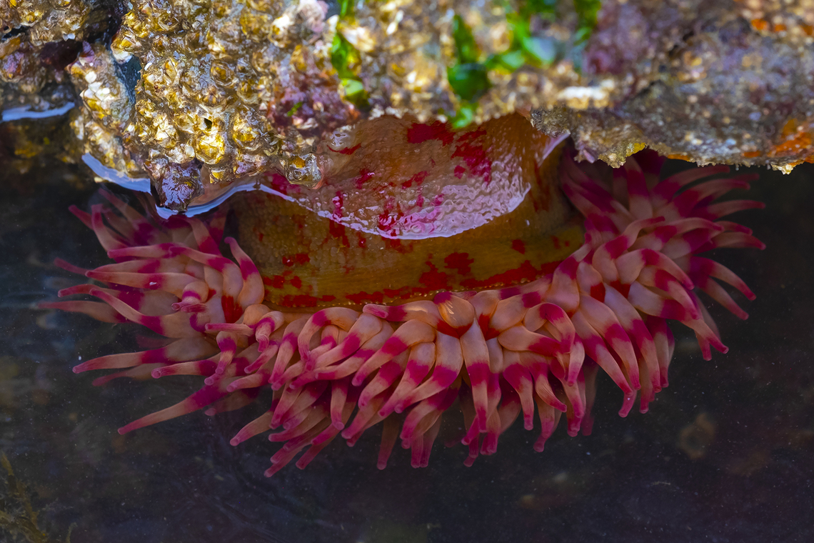 Christmas anemone also called painted anemone - variable in color  Geotagged,Spring,URTICINA CRASSICORNIS,United States,Urticina crassicornis