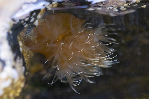 frilled sea anemone  Geotagged,Metridium senile,Spring,United States