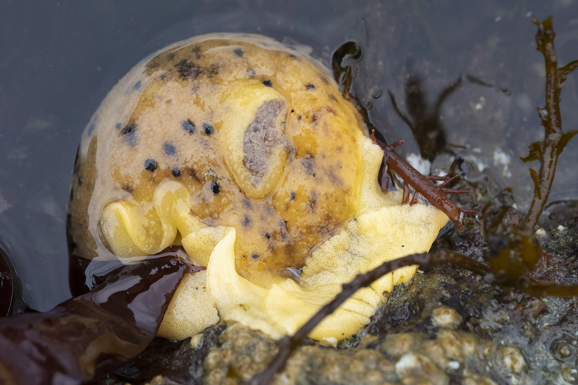 sea lemon - laying eggs  Geotagged,Peltodoris nobilis,Spring,United States