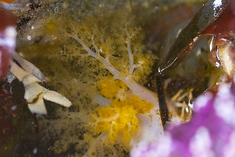 stiff footed sea cucumber  Eupentacta quinquesemita,Geotagged,Spring,United States,White Sea Cucumber