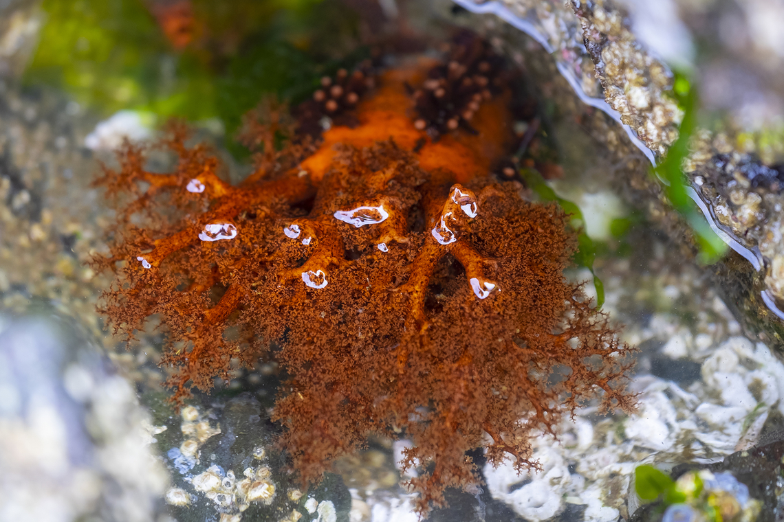 burrowing sea cucumber  Cucumaria miniata,Geotagged,Orange sea cucumber,Spring,United States