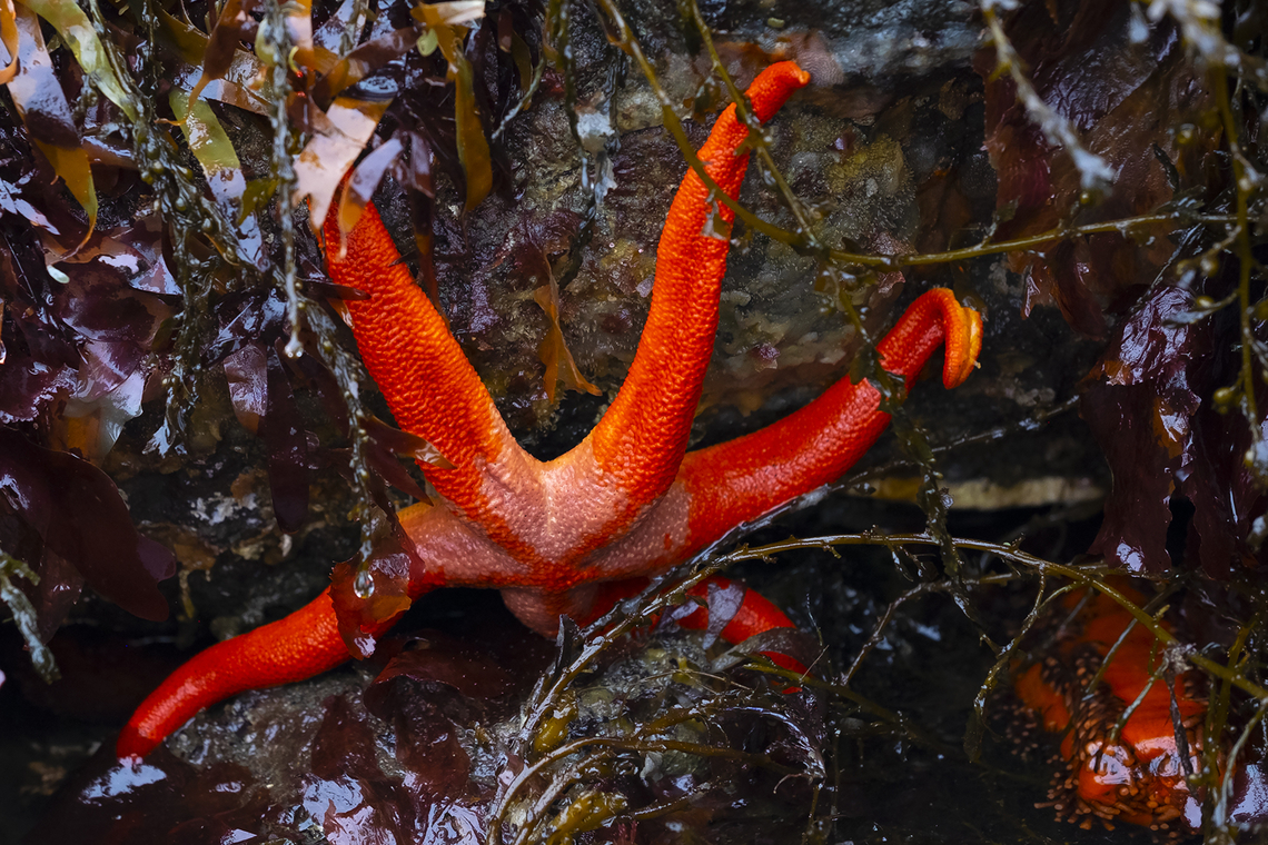 Pacific blood star indeed it really is that color! Geotagged,Henricia leviuscula,Pacific blood star,Spring,United States