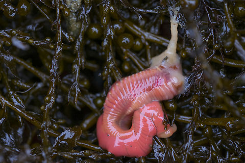 spaghetti worm Thelepus sp.  Geotagged,Spring,United States