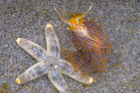 thick horned nudibranch  Geotagged,Hermissenda crassicornis,Opalescent Sea Slug,Spring,United States