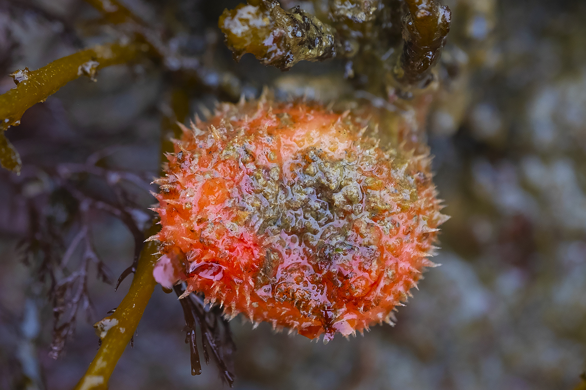 hairy sea squirt  Boltenia villosa,Geotagged,Spring,United States