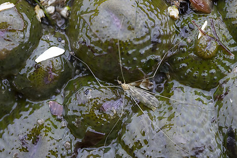 marine cranefly  Geotagged,Limonia marmorata,Spring,United States