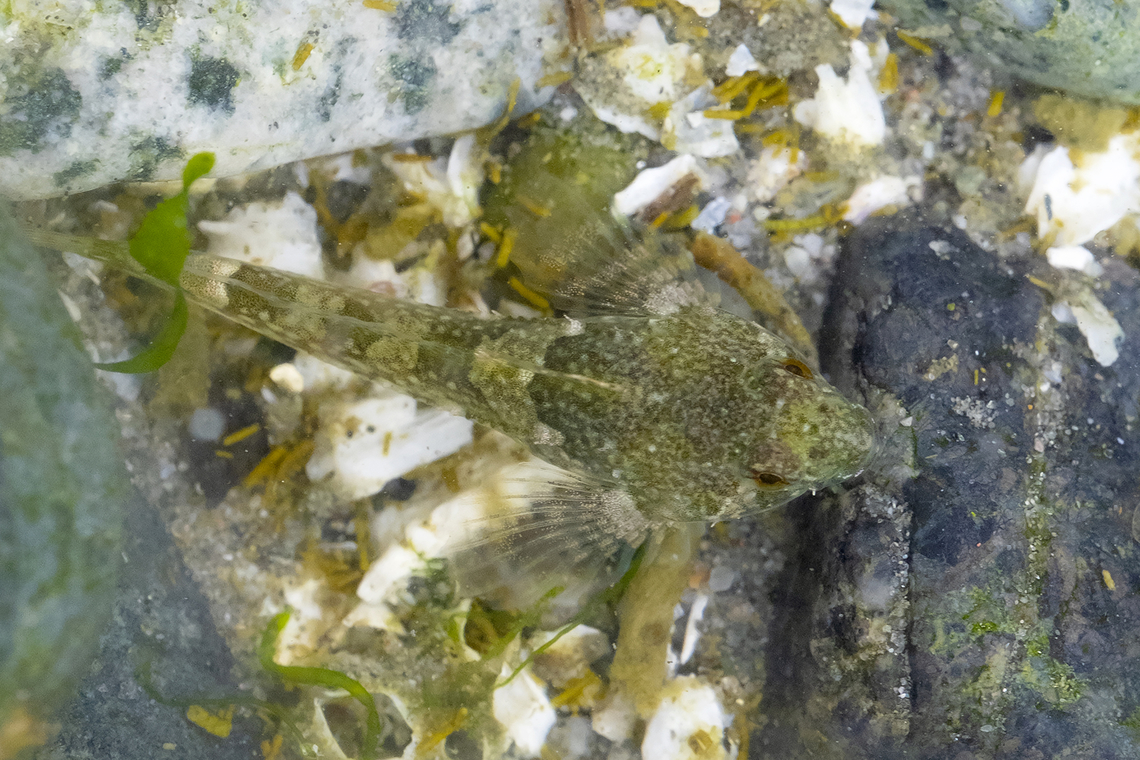 Tidepool Sculpin  Geotagged,Oligocottus maculosus,Spring,Tidepool sculpin,United States