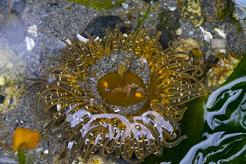 moonglow anemone  Anthopleura artemisia,Buried Sea Anemone,Geotagged,Spring,United States