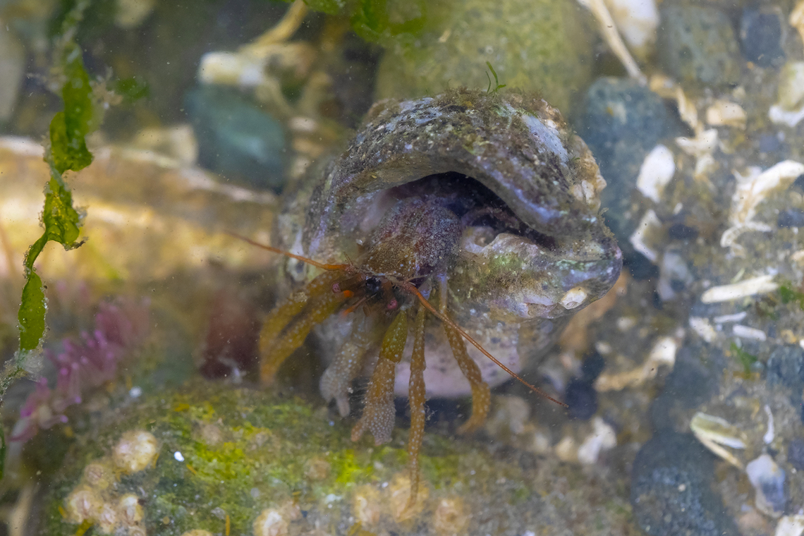 grainyhand hermit crab  Geotagged,Pagurus granosimanus,Spring,United States,grainyhand hermit crab