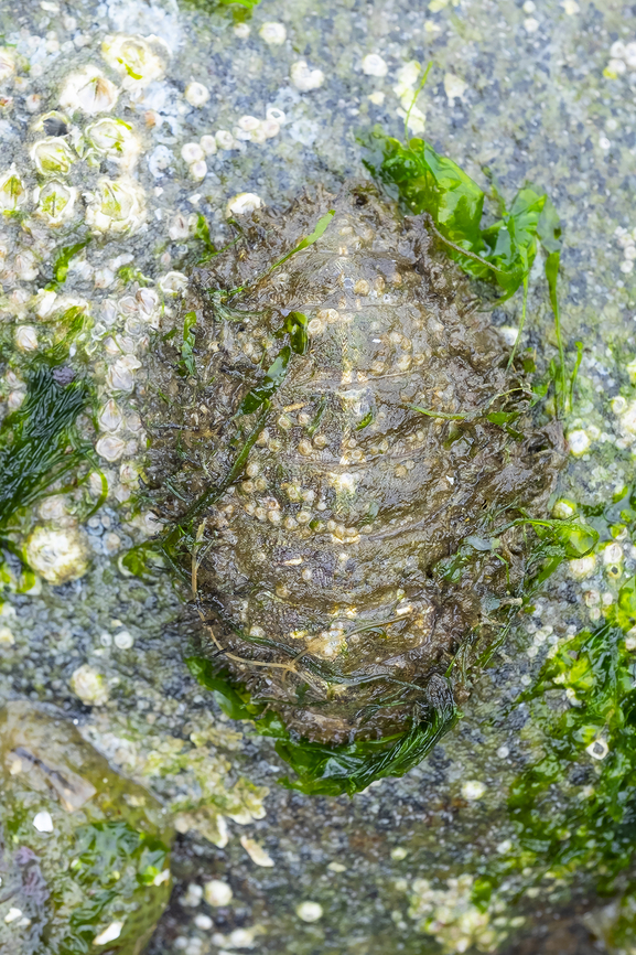 hairy chiton  Geotagged,Mopalia ciliata,Spring,United States
