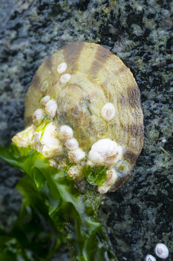 Pacific plate limpet mature enough individual to carry barnacles Geotagged,Pacific plate limpet,Spring,Tectura scutum,United States