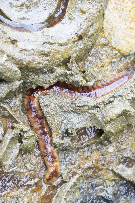 scaleworm  Geotagged,Spring,United States