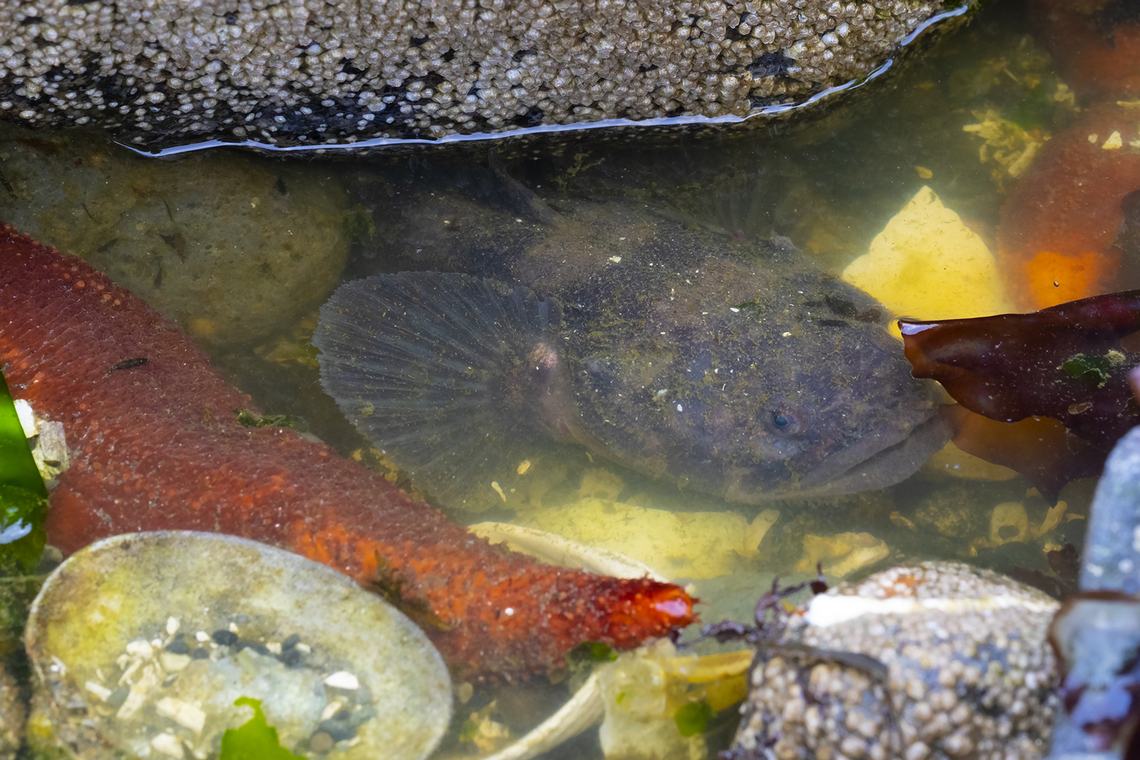 plainfin midshipman Medium sized sculpin - the males guard their eggs, which are likely on the underside of the rock he&#039;s guarding. We thought this guy might have been pushing his luck in his tiny pool, but apparently these fish can breathe air when necessary. Geotagged,Porichthys notatus,Spring,United States