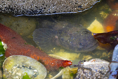 plainfin midshipman Medium sized sculpin - the males guard their eggs, which are likely on the underside of the rock he's guarding. We thought this guy might have been pushing his luck in his tiny pool, but apparently these fish can breathe air when necessary. Geotagged,Porichthys notatus,Spring,United States