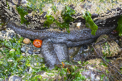 Mottled star looks very much like the ocher star, but can be differentiated by it's arms and spines and sometimes it's color. Ochre stars never have bluish spots. Evasterias troscheli,Evasterias troschelii,Geotagged,Spring,United States
