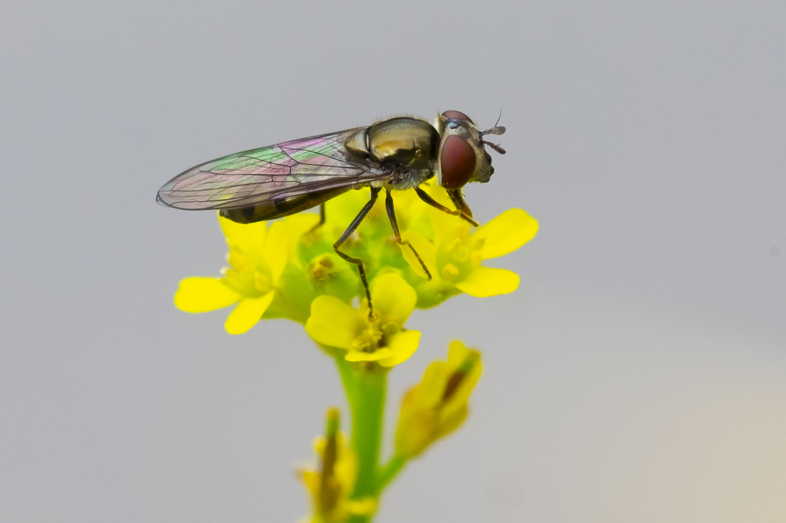 Hover fly  Geotagged,Platycheirus trichopus,Spring,United States