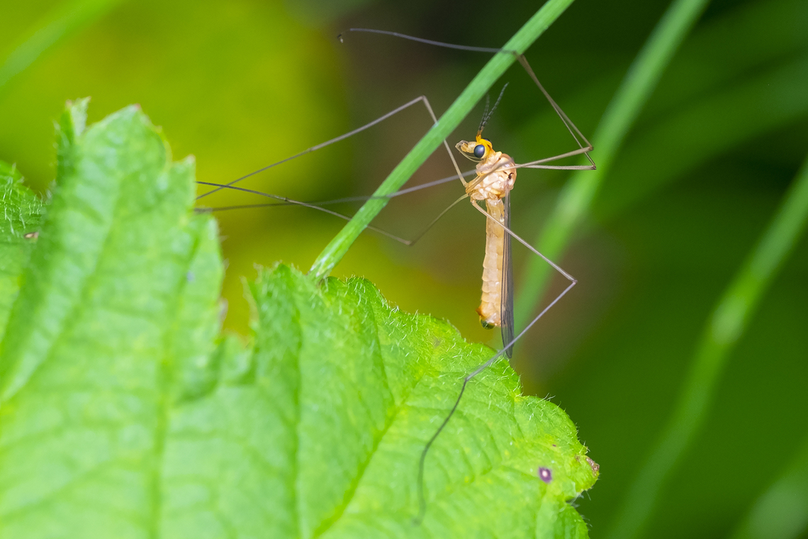 Small, pale crane fly  Geotagged,Spring,United States