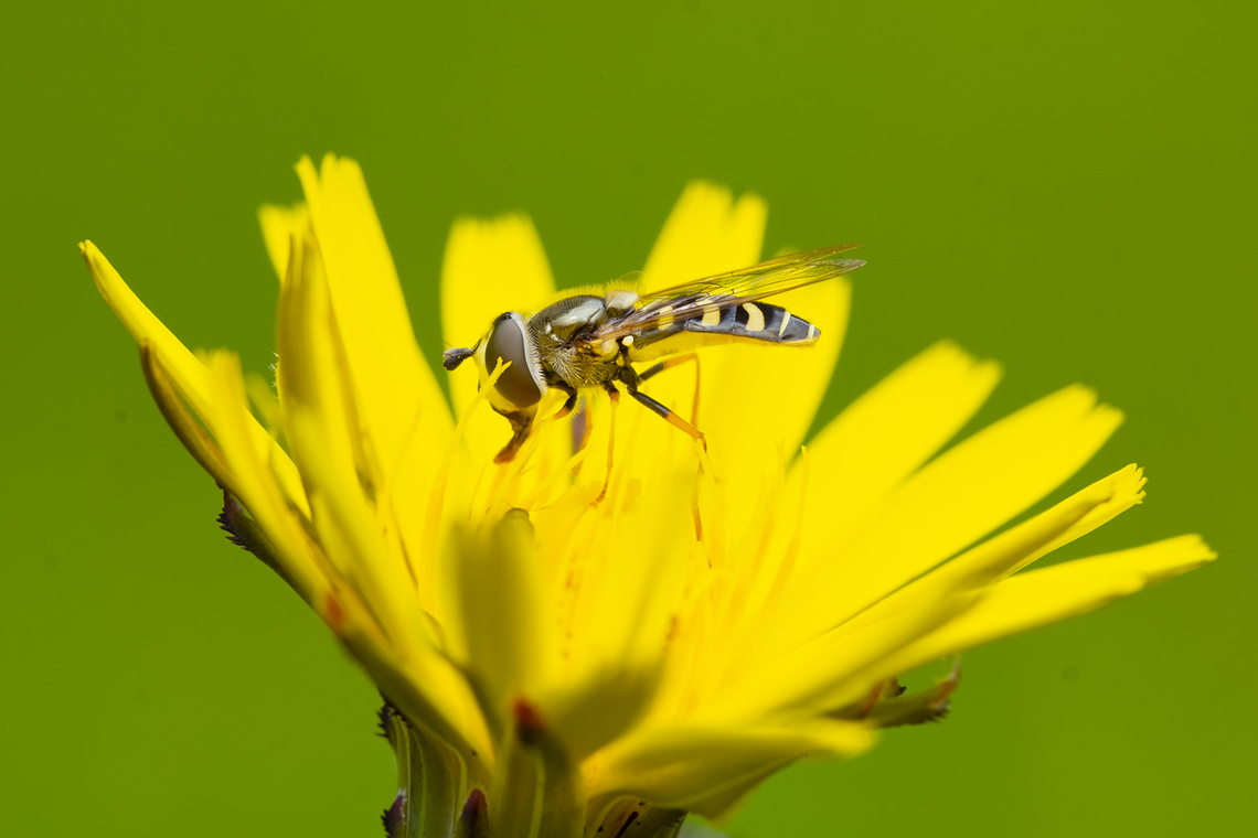 Scaeva selenitica  Geotagged,Scaeva selenitica,Spring,United States