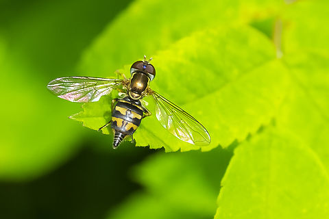 Western calligrapher  Geotagged,Spring,Toxomerus occidentalis,United States,Western Calligrapher