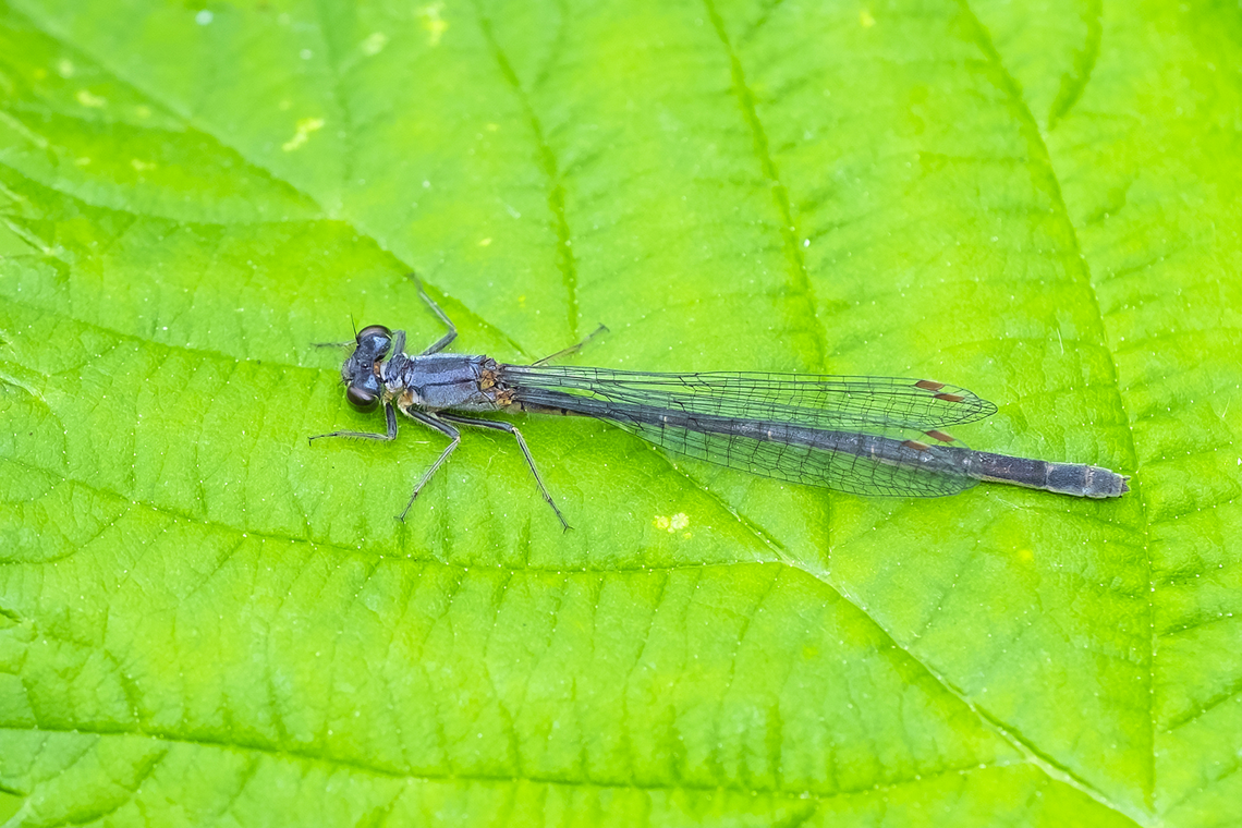 Western forktail  Geotagged,Ischnura perparva,Spring,United States,Western Forktail
