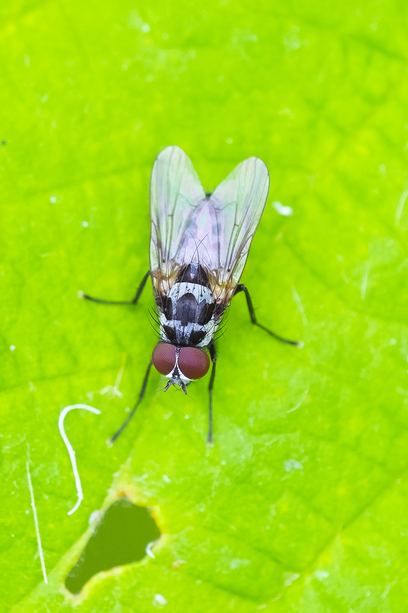 Boldly marked root-maggot fly  Anthomyia oculifera,Anthomyia procellaris,Geotagged,Spring,United States