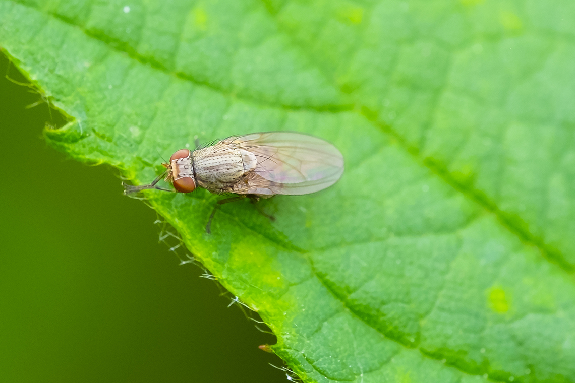 Small red-eyed fly  Geotagged,Spring,United States