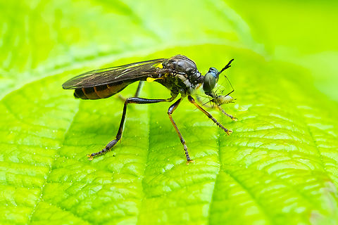 Dioctria sp. possibly one of several not yet on BugGuide... D. henshawi, D. vera, D. vertebrata Dioctria hyalipennis,Geotagged,Spring,United States