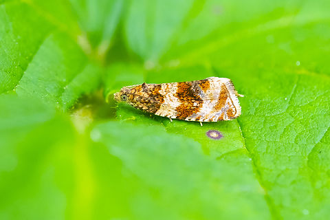 Celypha cespitana  Celypha Moth,Celypha cespitana,Geotagged,Spring,United States