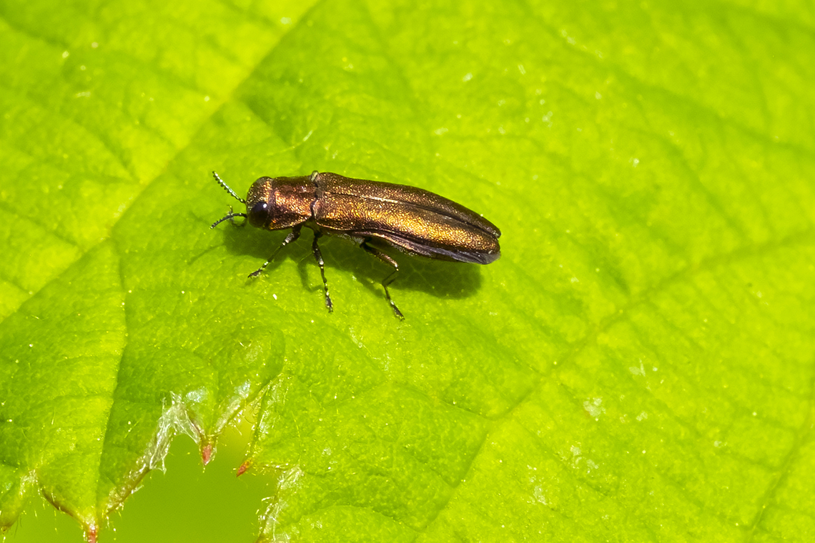 Bronze birch borer  Agrilus anxius,Bronze birch borer,Geotagged,Spring,United States