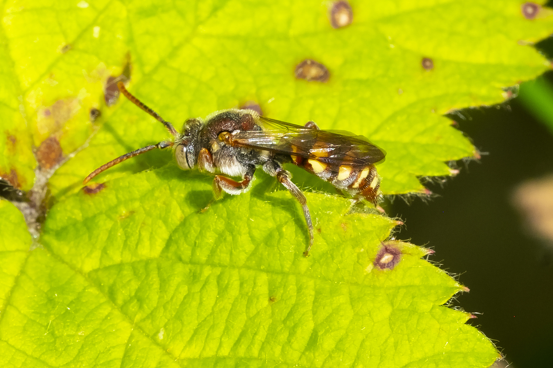 reddish nomad bee  Geotagged,Spring,United States