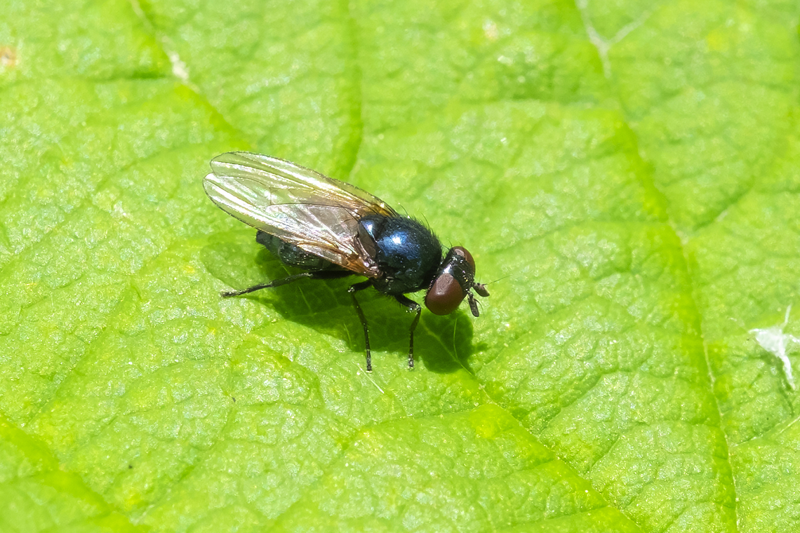 small metallic blue fly with pointed looking eyes soldier fly? I didn&#039;t see any were hairy or that had the same type of antenna..  Geotagged,Spring,United States