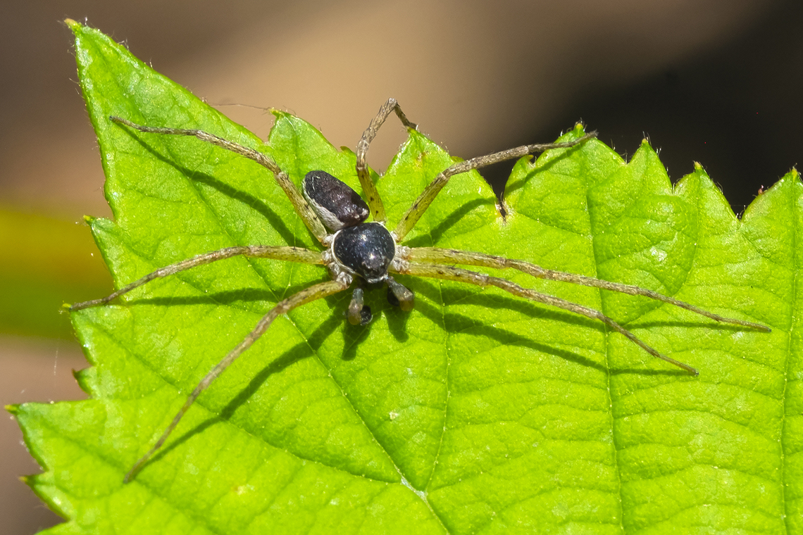 running crab spider - male  Geotagged,Philodromid Crab Spider,Philodromus dispar,Spring,United States