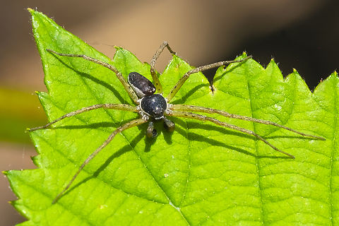running crab spider - male  Geotagged,Philodromid Crab Spider,Philodromus dispar,Spring,United States