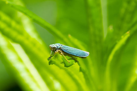 blue-green sharpshooter  Blue-green Sharpshooter,Geotagged,Graphocephala atropunctata,Spring,United States