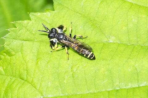 Crabro latipes so cool... 
"The male's front tibiae are greatly expanded into shields. He covers the female's eyes with those things during mating. The plates don't blind her, but apparently filter light in such a way that she recognizes this is a male of her own species." Comment by Eric Eaton. Crabro latipes,Geotagged,Spring,United States