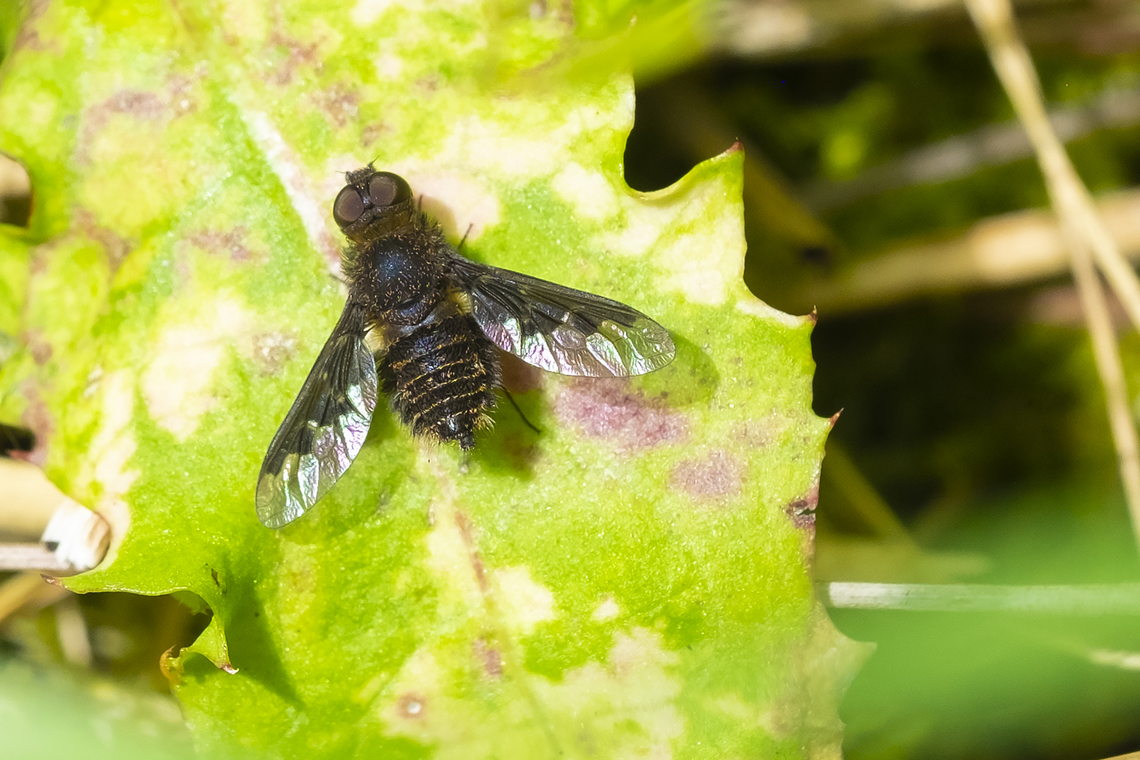 Hemipenthes bee fly  Geotagged,Hemipenthes morio,Spring,United States