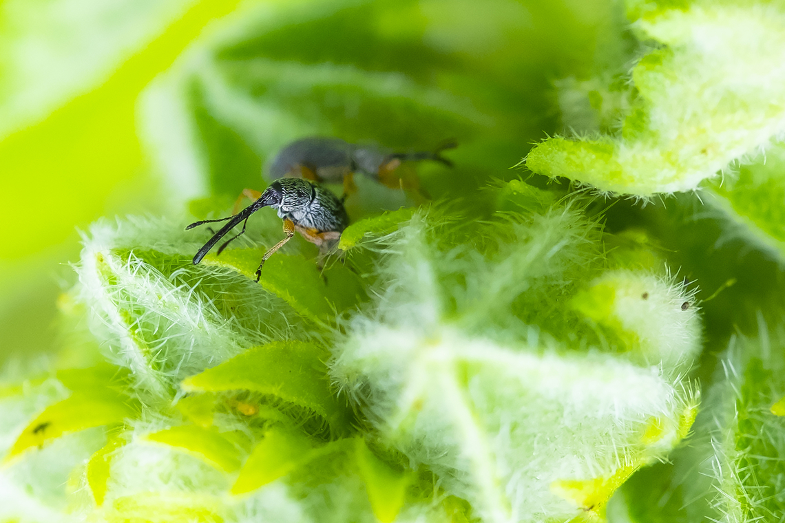 Hollyhock weevil (introduced)  Geotagged,Hollyhock Weevil,Rhopalapion longirostre,Spring,United States